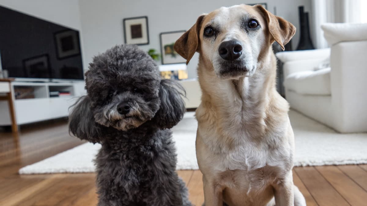 Best Dogs for First-Time Owners in Singapore & Malaysia: An Honest Shortlist