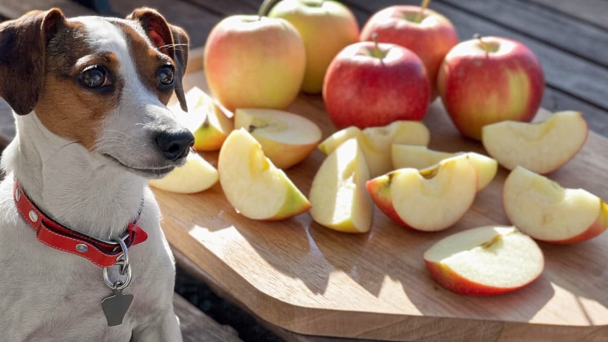 Can Dogs Eat Apple? Seeds, Cores, and Safe Portions Explained