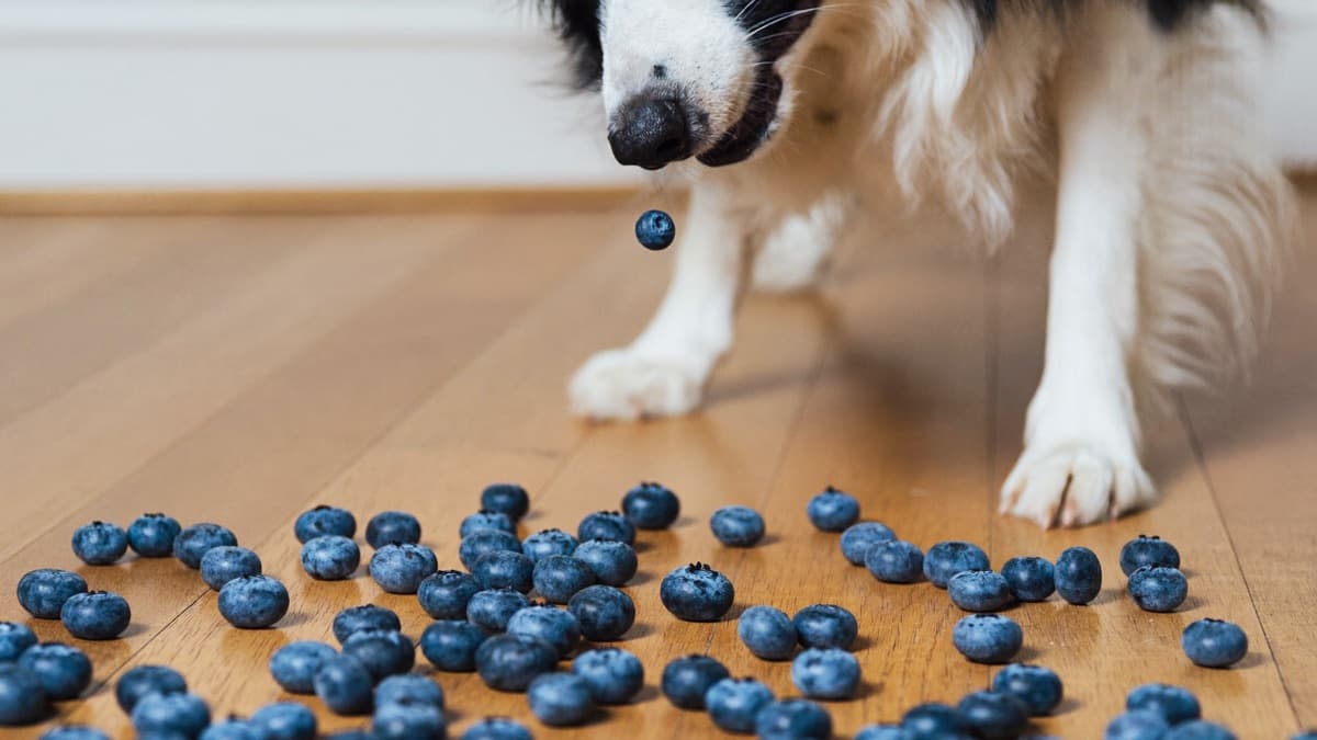Can Dogs Eat Blueberries? Portions, Benefits and Safety Explained