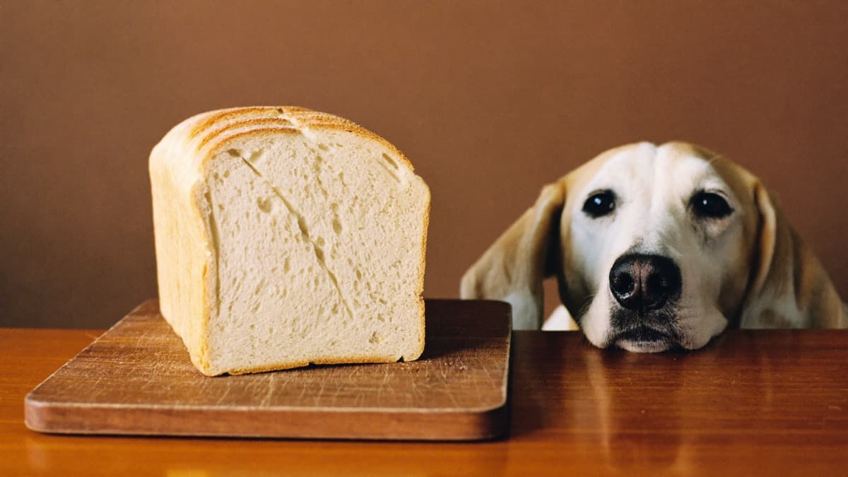 Can Dogs Eat Bread? A Vet-Informed Guide for Singapore and Malaysia