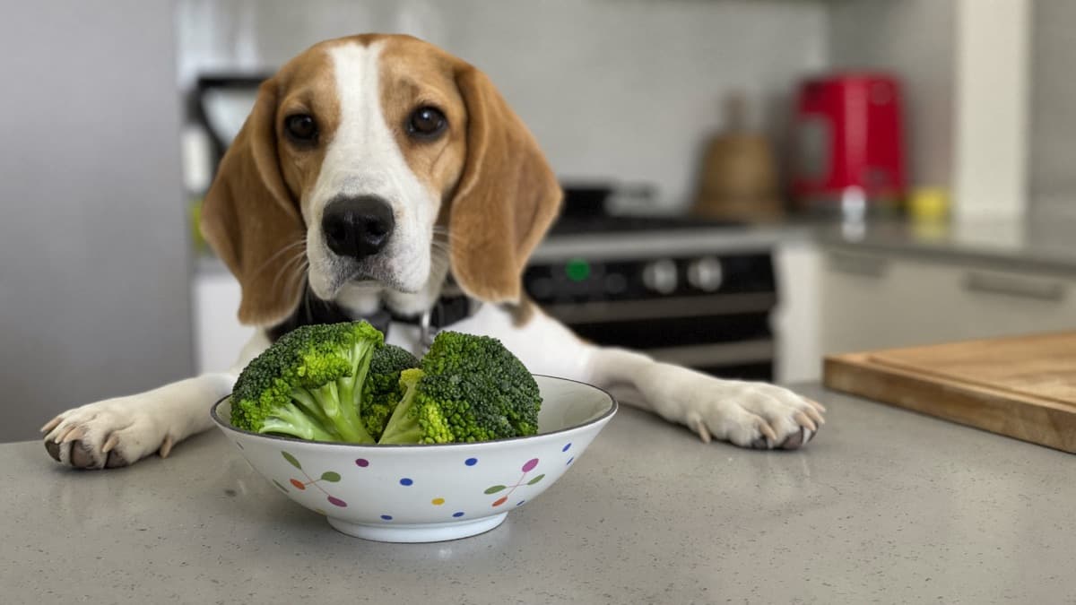 Can Dogs Eat Broccoli? Safe in Small Amounts — Here's the Limit