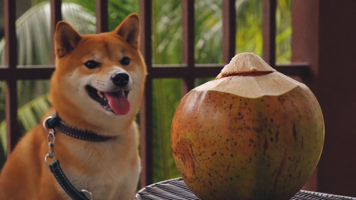 Can Dogs Eat Coconut? Flesh, Water, Oil and Kaya Rated