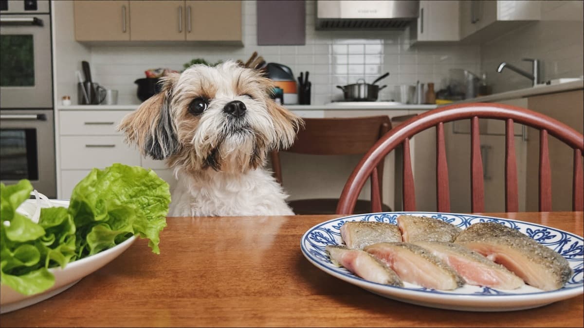 Can Dogs Eat Fish? Bones, Fish Balls and the Best Fish to Feed
