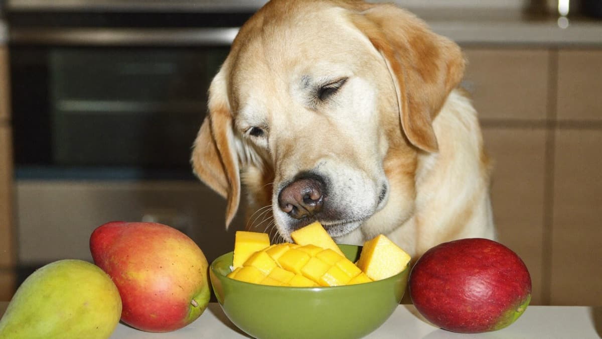 Can Dogs Eat Mango? Safe Amounts, the Pit, and Mango Sticky Rice
