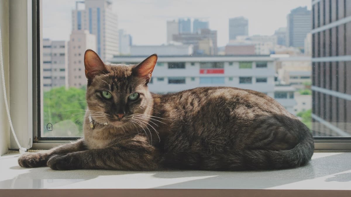 Cat Insurance in Singapore: 4 Plans From S$242 a Year (2026)
