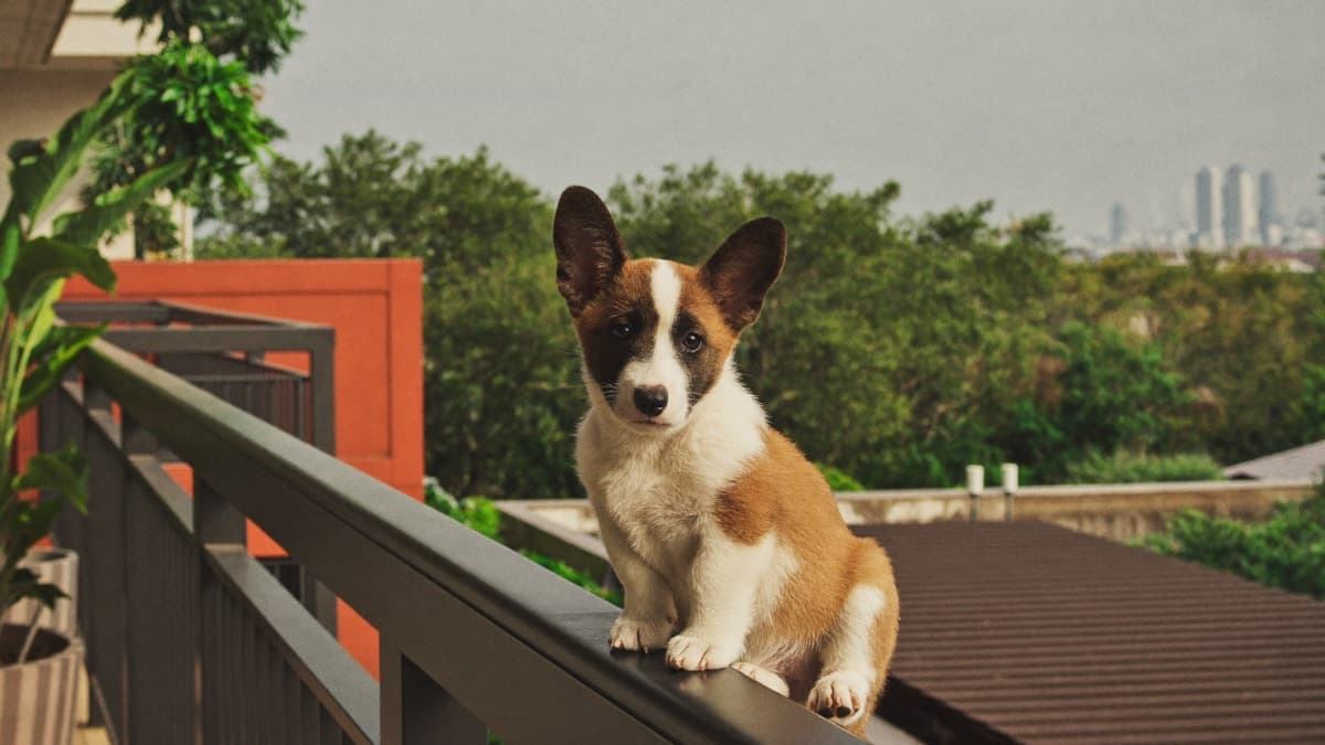 Corgi Price Singapore 2026: S$3,688–6,500 (Not for HDB)