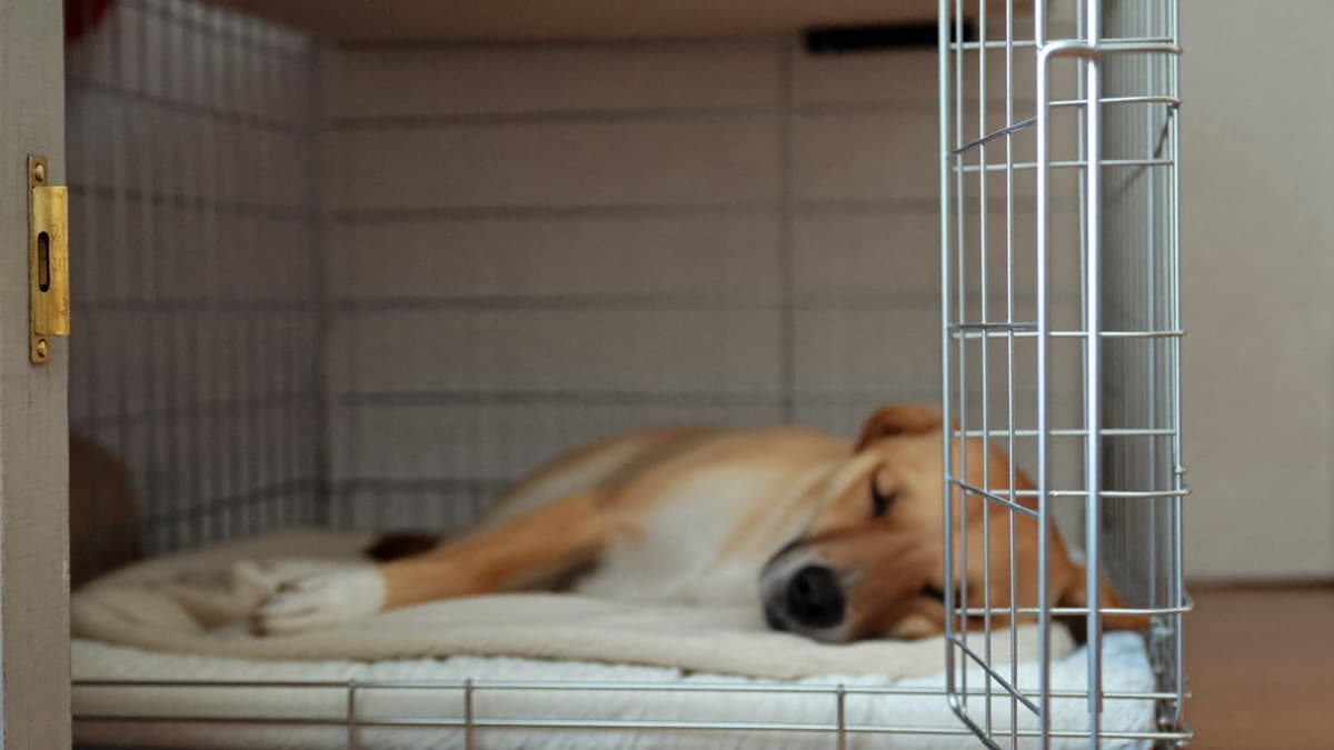 Crate Training a Puppy: The Method That Actually Works