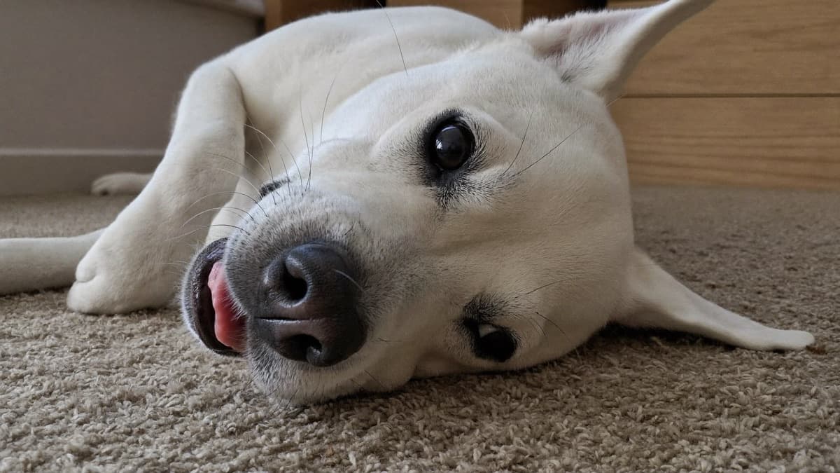 Dog Allergies: The Three Types, How Vets Diagnose Them, and What Treatment Costs