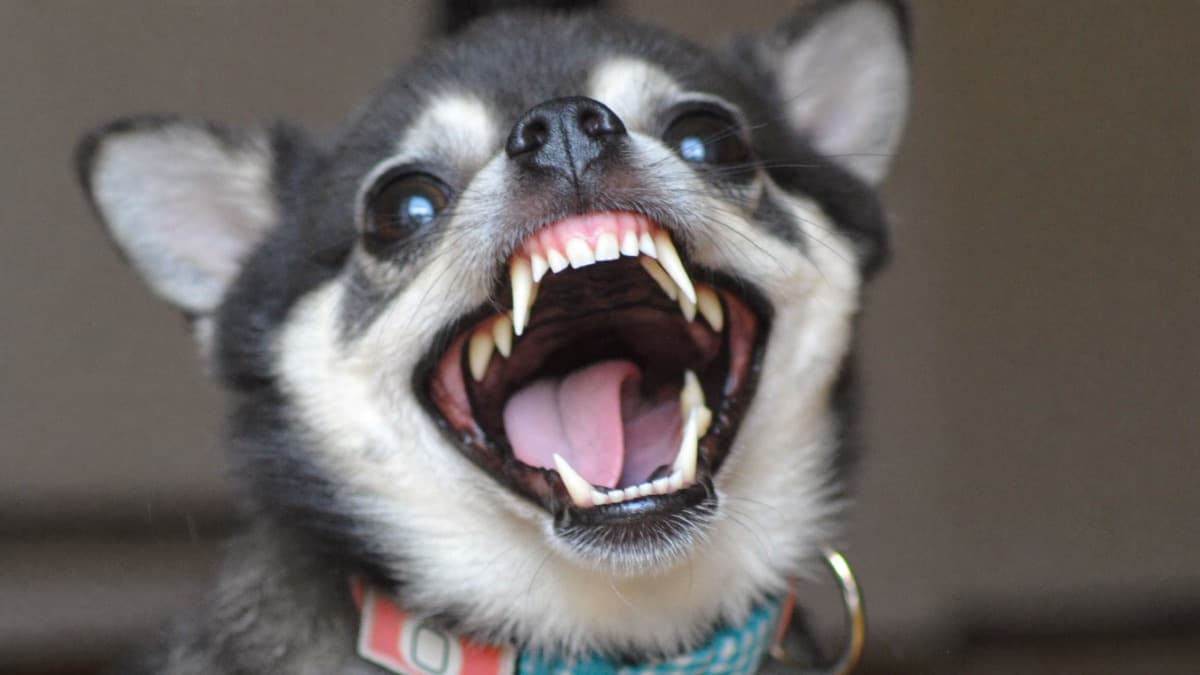 Dog Bad Breath: What the Smell Means and When to Worry