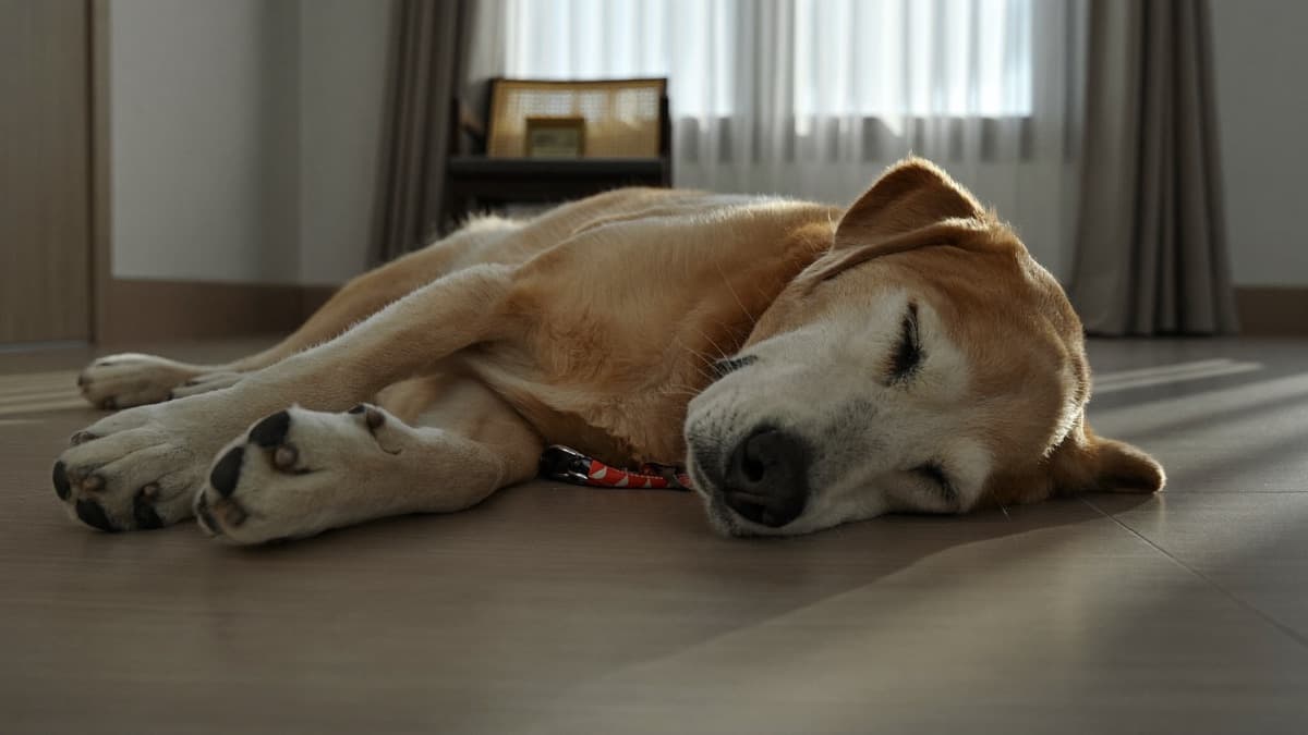 Dog Breathing Fast? Learn the One Vital Sign You Can Own