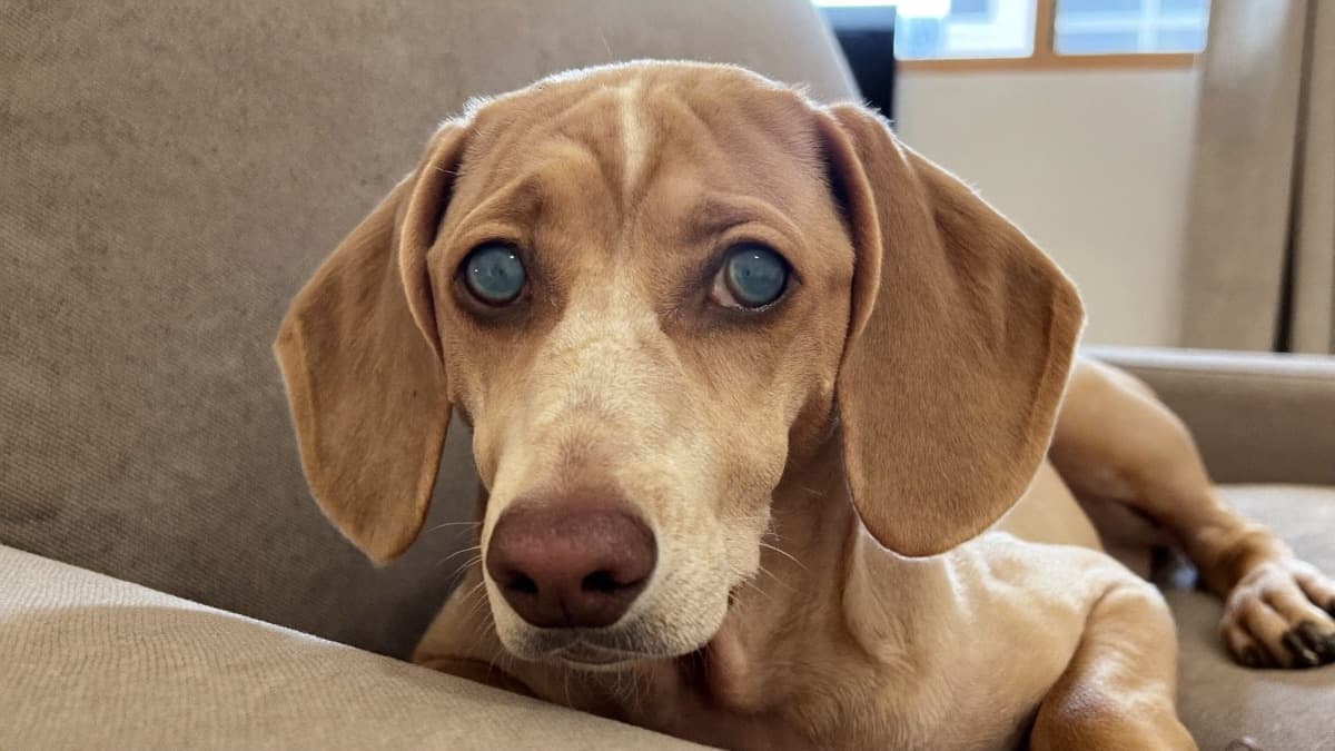 Dog Cataracts: Cloudy Eyes Decoded — and When It's Not a Cataract
