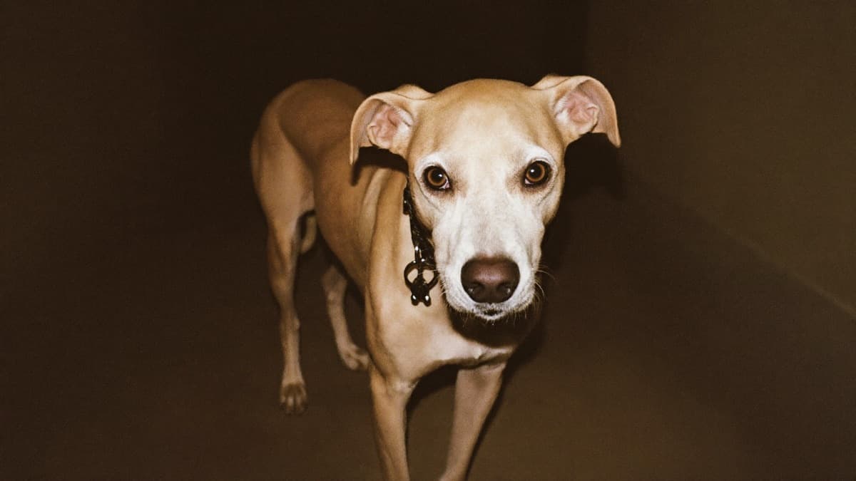 Dog Dementia: DISHA Signs, Night Pacing, and What Helps