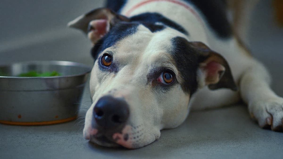 Dog Diarrhoea: When to Worry and When to Treat at Home