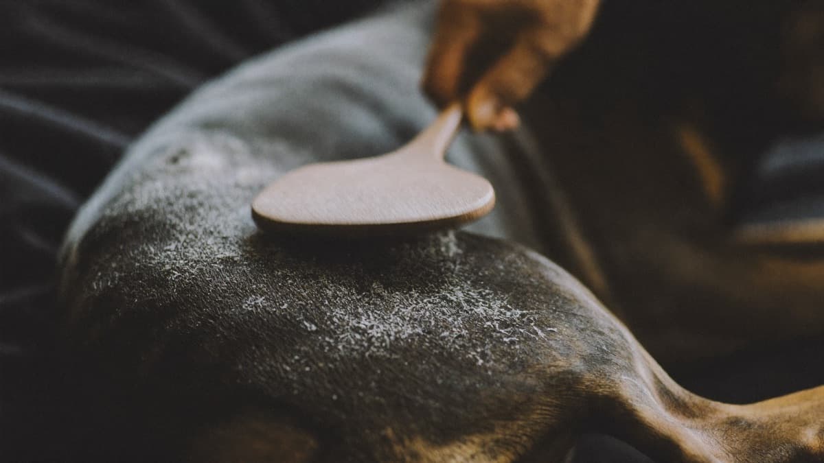 Dog Dry Skin: Why Your Dog Is Flaky and Dandruffy, and How to Fix It