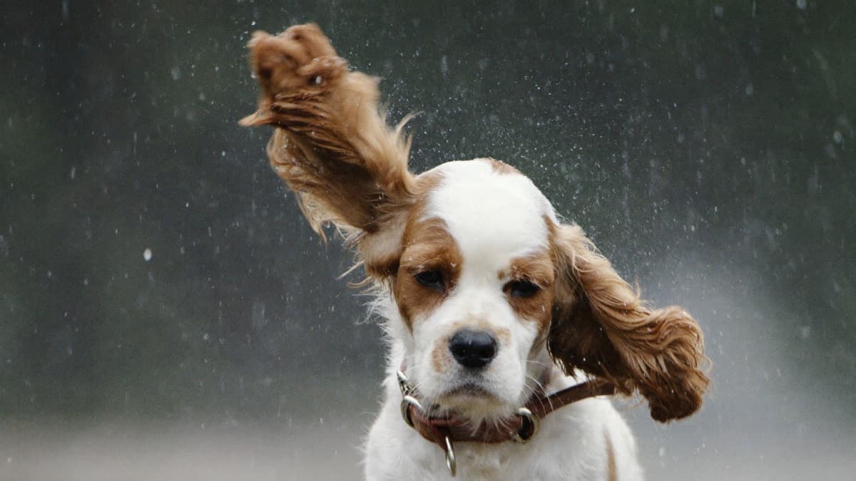 Dog Ear Infections: Why Humid Climates Make Them Chronic