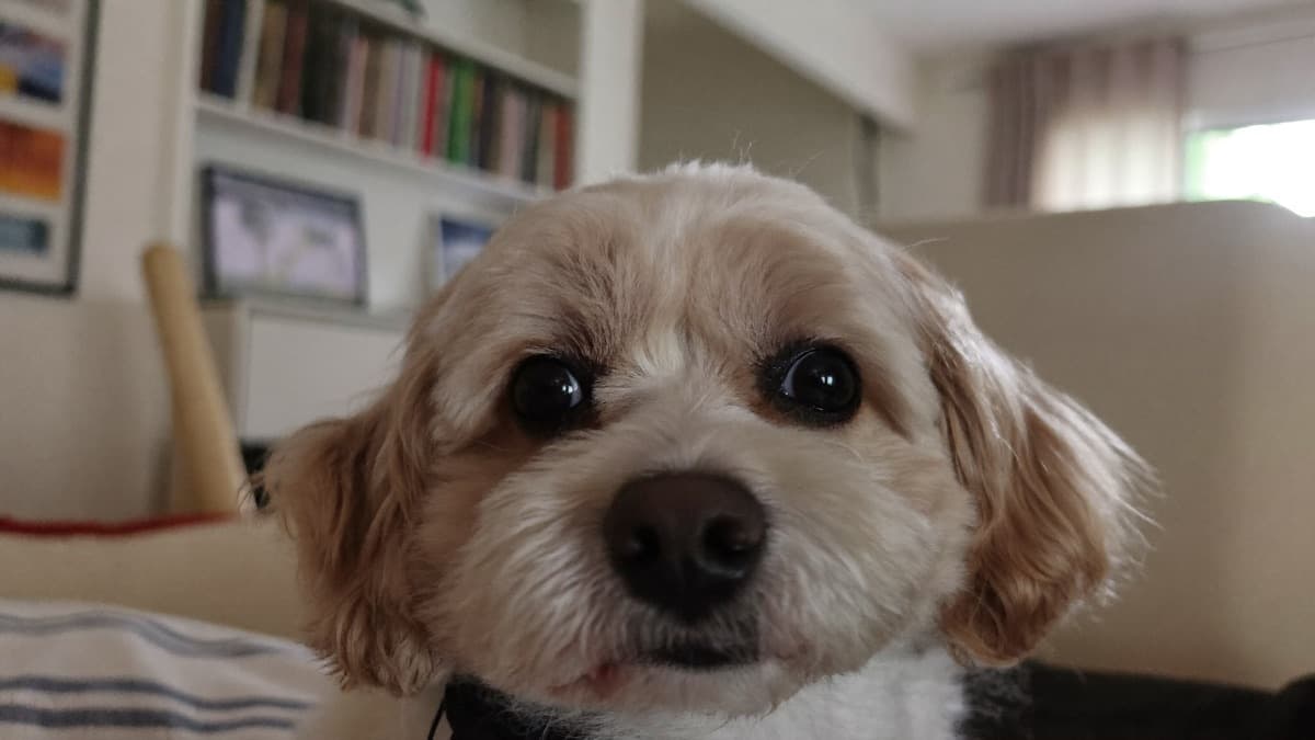 Dog Eye Discharge: What the Colour Is Telling You