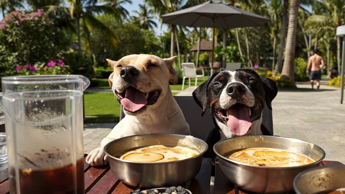 Dog-Friendly Singapore: Cafes, Dog Runs, Beaches and the Rules