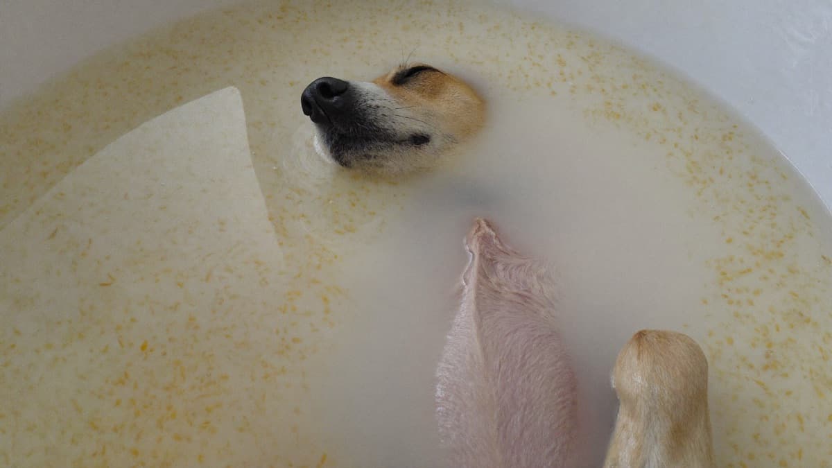 Dog Itching Remedies: What Actually Works at Home (and What Doesn't)