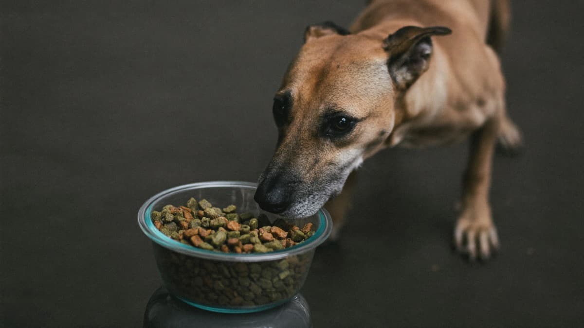 Why Is My Dog Not Eating? A Triage Guide to Appetite Loss