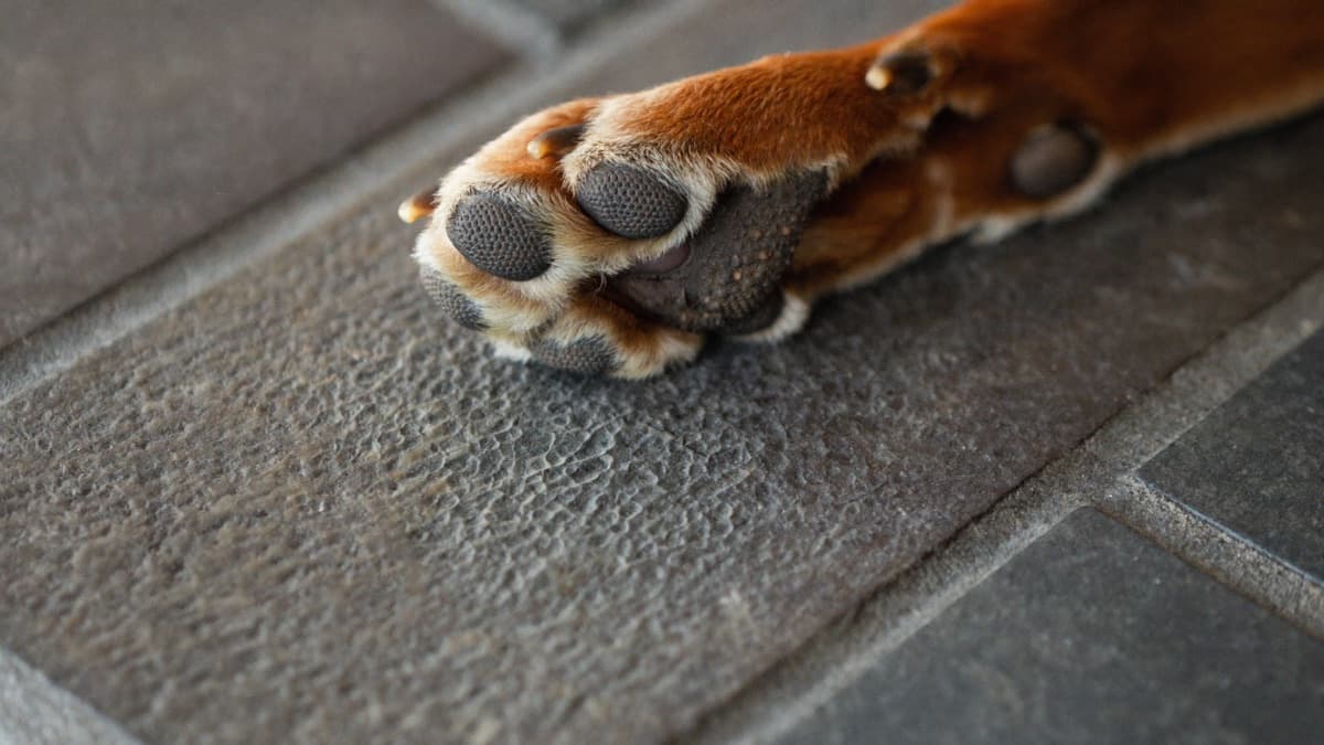 Dog Paw Care in the Tropics: Hot Pavement, Fungus and Paw Balm