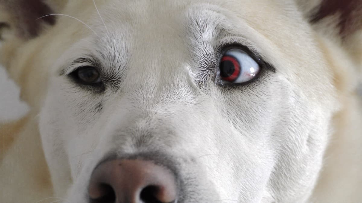 Why Is My Dog's Eye Red? From Allergies to Emergencies