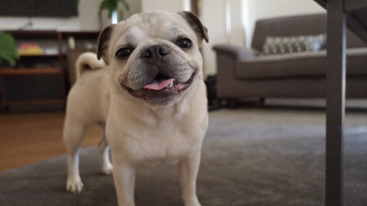 Dog Reverse Sneezing: Scary Sound, Usually Harmless
