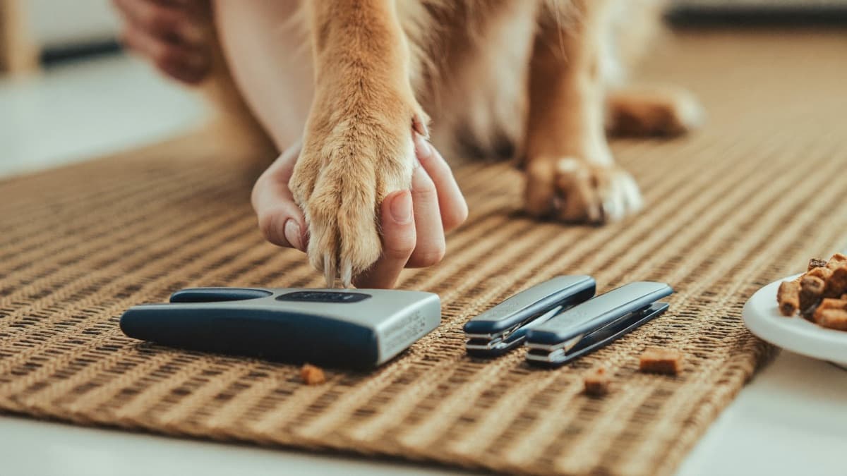 Dog Scared of Nail Trims? The Paw-Handling Ladder That Actually Works