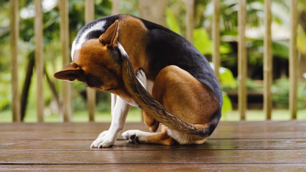Dog Skin Problems in Humid Climates: Causes and Treatment