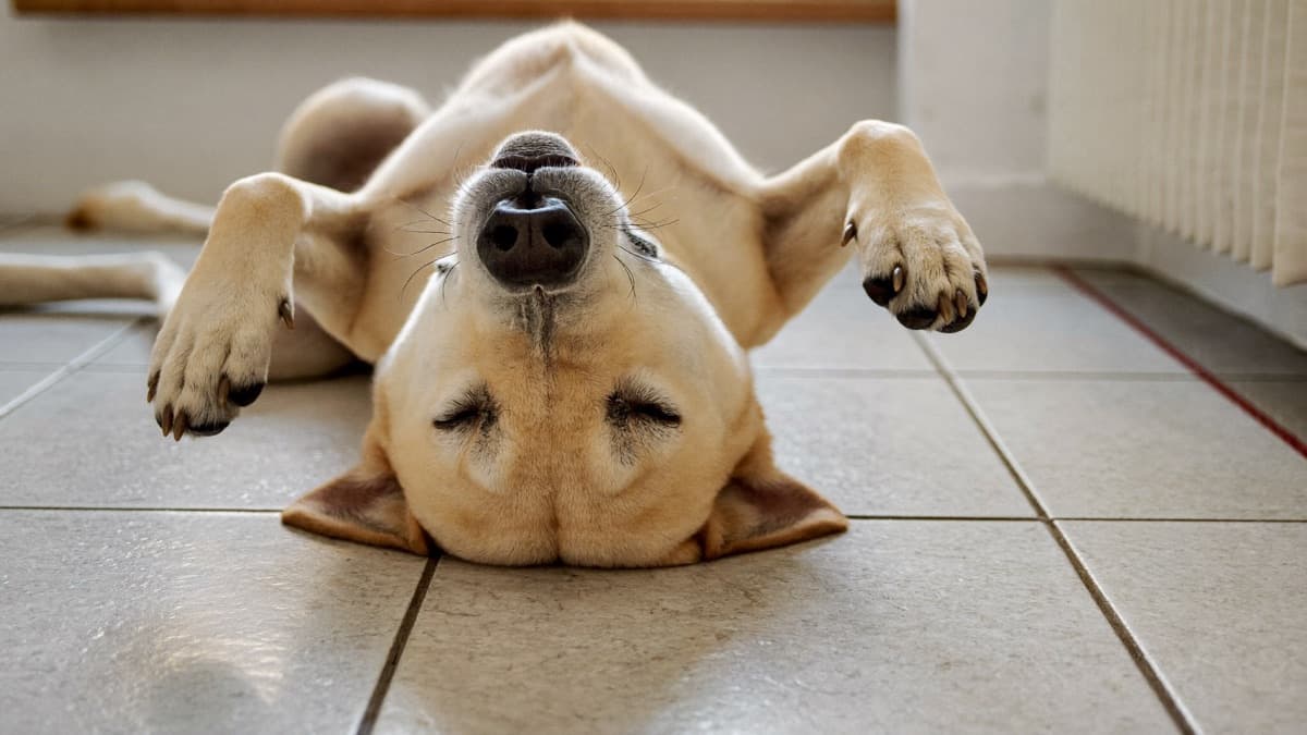 Dog Sleeping Positions Decoded: What They Really Mean