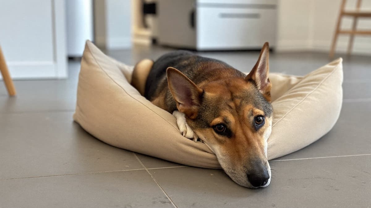 Dog Spay and Neuter Cost in Singapore: S$280–860 (2026)