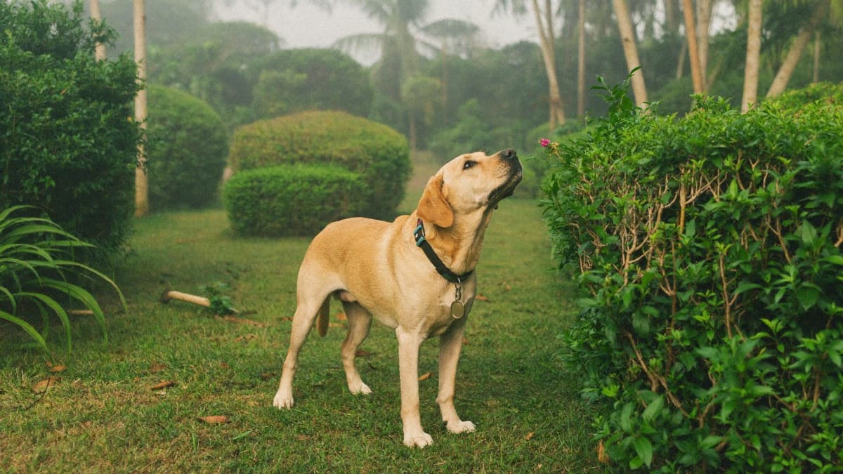 Dog Swollen Face: Allergic Reaction, Abscess, or Worse?