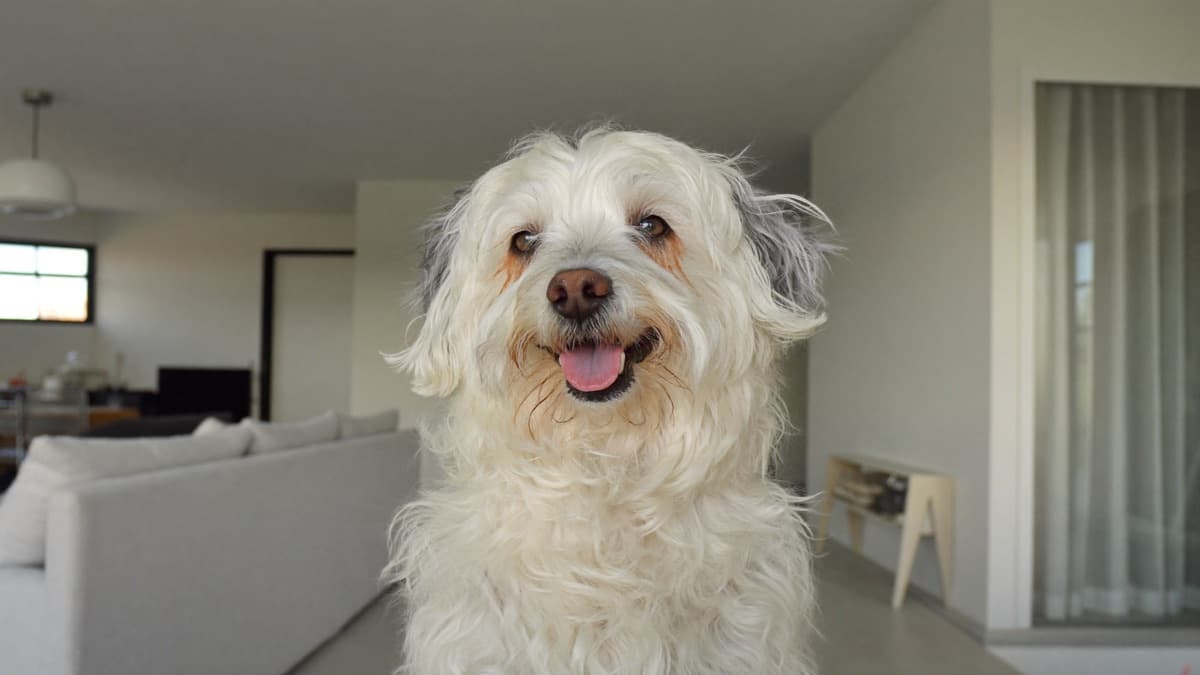 Dog Tear Stains: Why White Dogs Get Them and What Actually Works