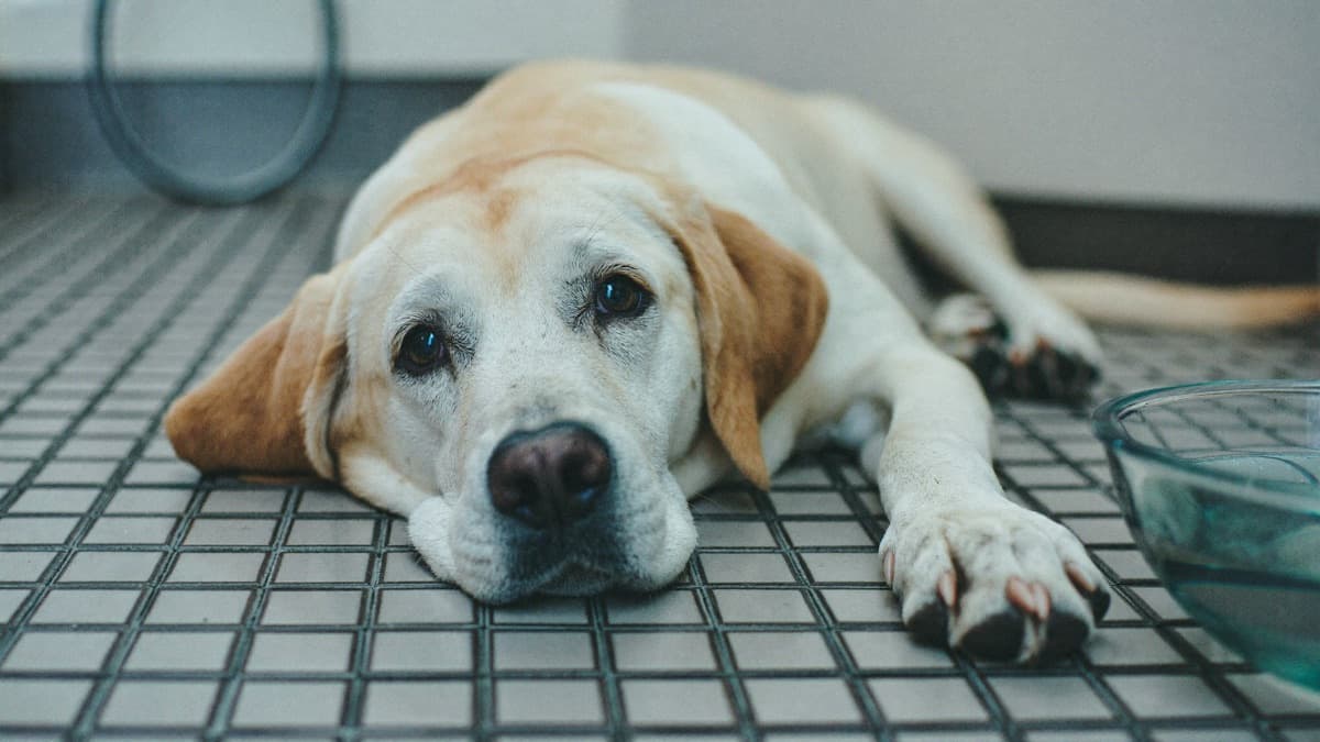 Dog Vomiting: When to Worry and When to Wait