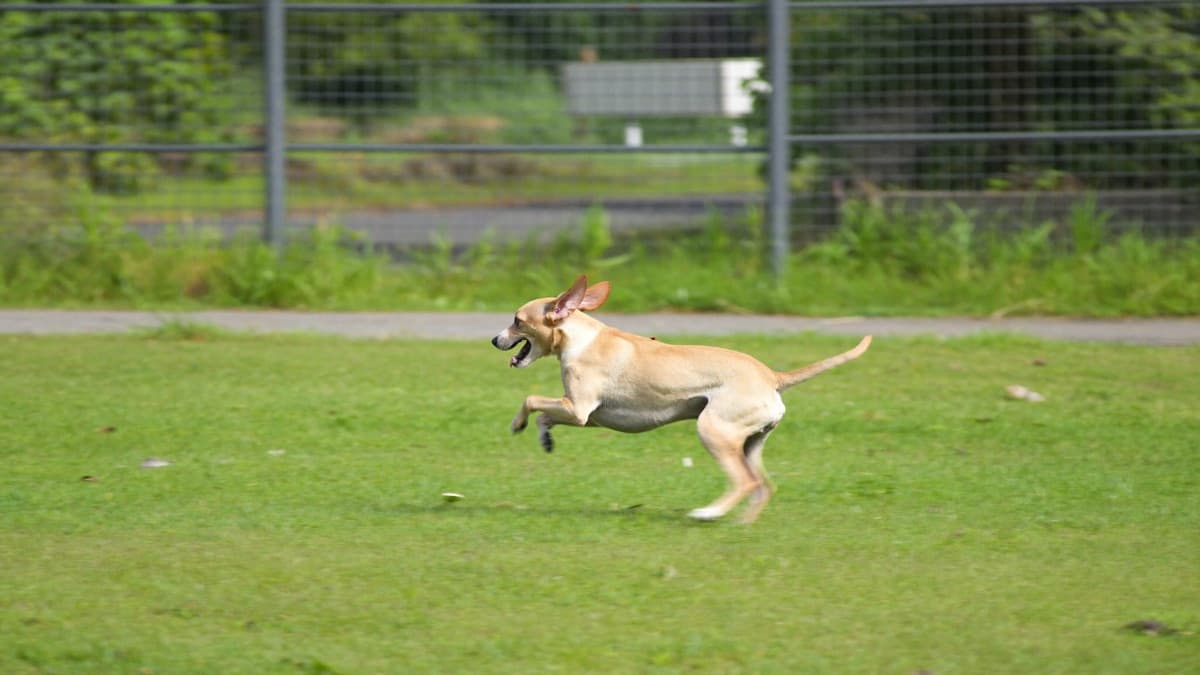 Dog Zoomies: Why Dogs Suddenly Sprint in Circles (FRAPs)
