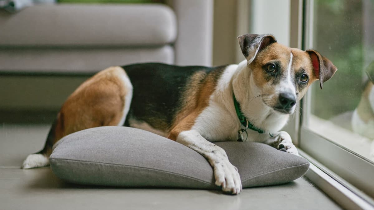 Fostering a Dog in Singapore: How It Works, Costs and HDB Rules