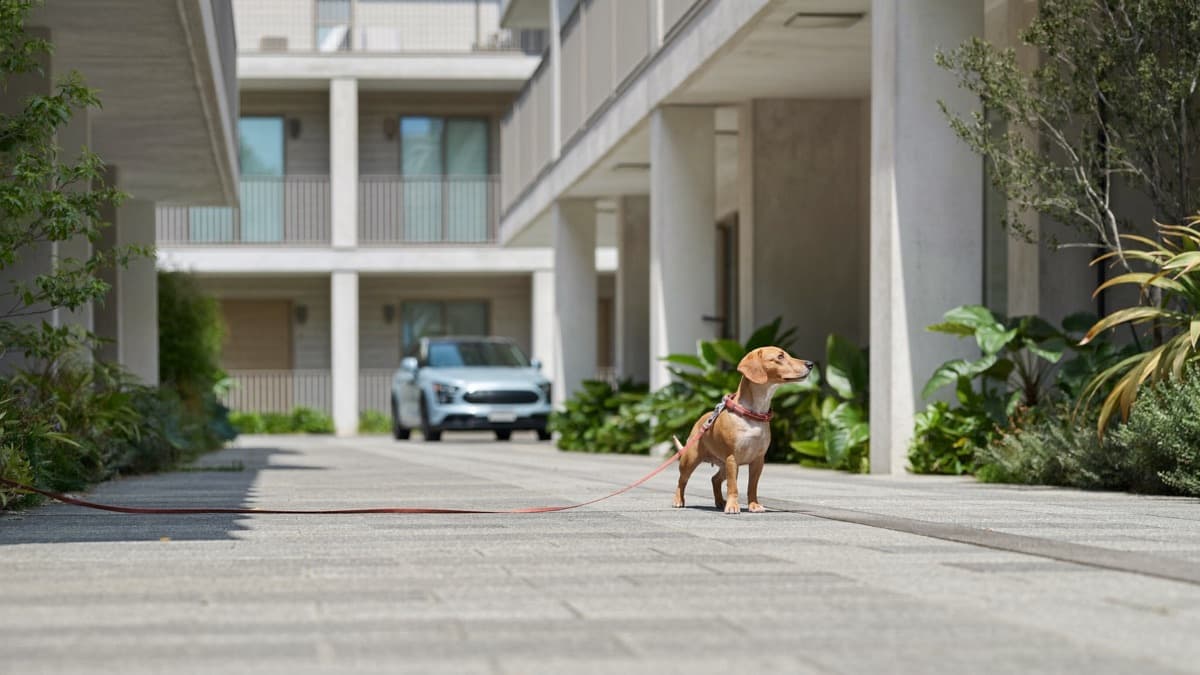 HDB Dog Rules: Approved Breeds, Project ADORE and Licensing
