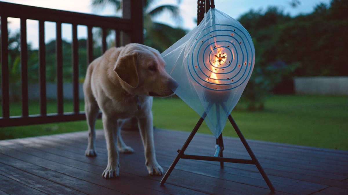 Heartworm in Dogs: Year-Round Risk in Tropical Climates