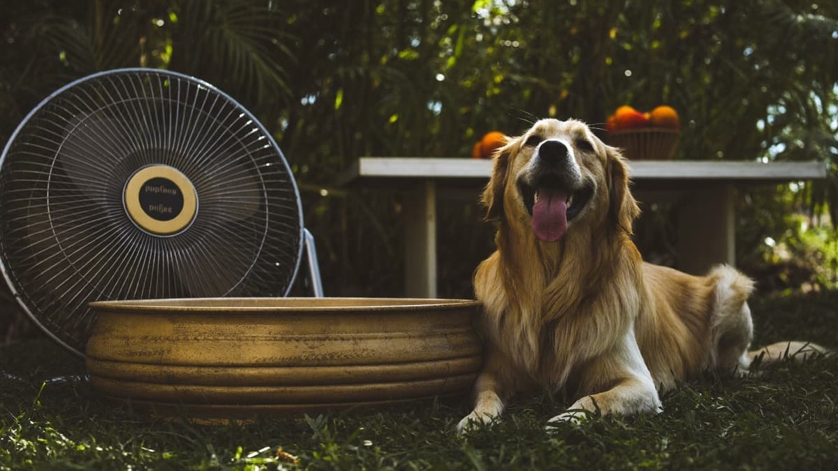Heatstroke in Dogs: Warning Signs and Emergency First Aid