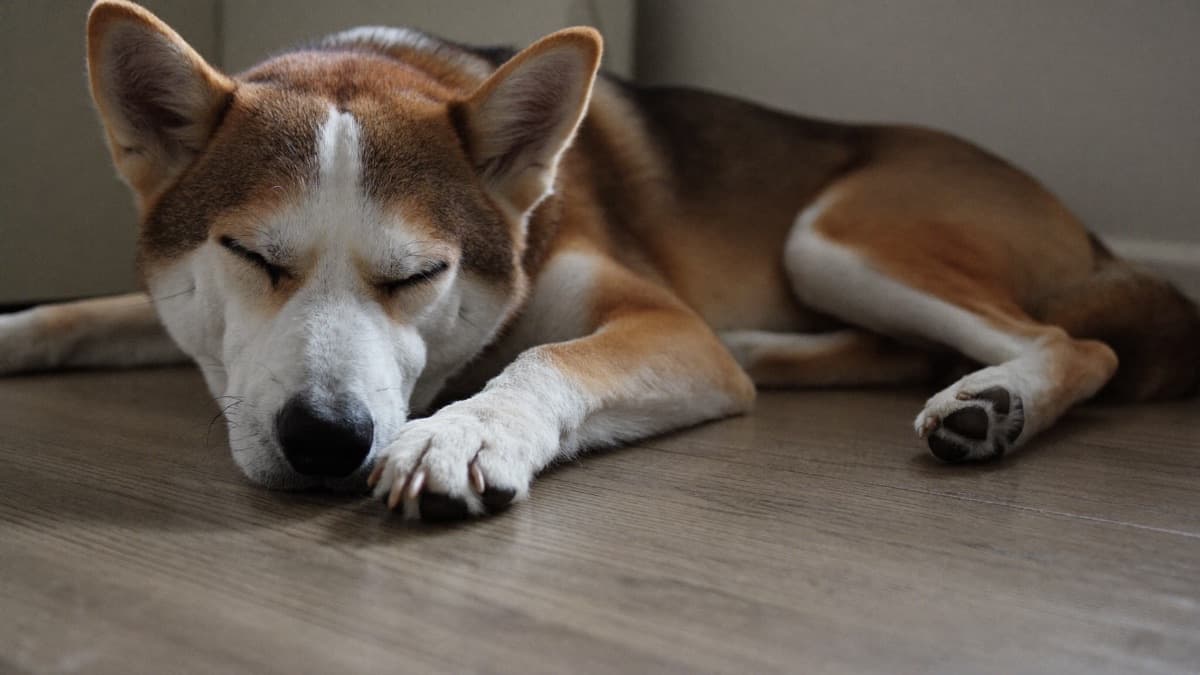 How Many Hours a Day Does a Dog Sleep? Normal vs Too Much