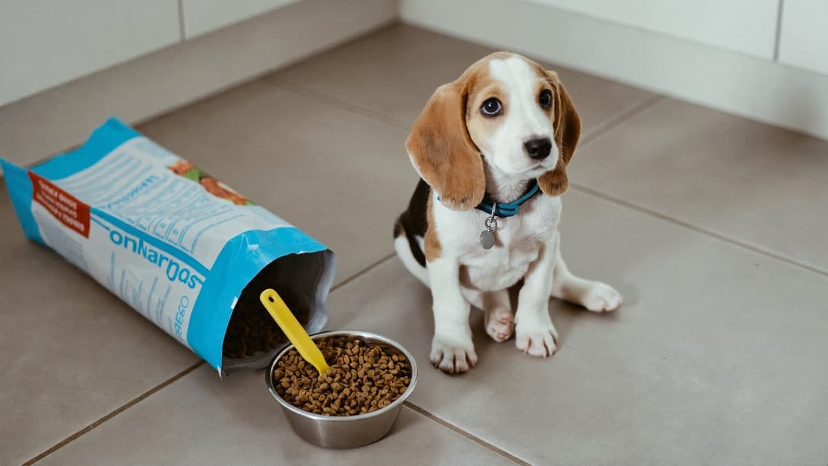 How Much Should a Puppy Eat? Amounts by Age and Size