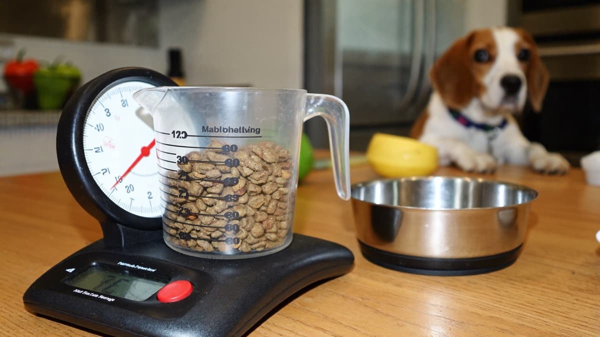 How Much to Feed a Dog by Weight (kg): Chart and Vet-Backed Method