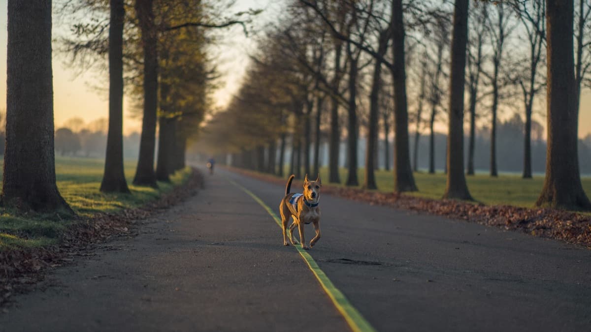 How Often Should I Walk My Dog? Frequency, Duration and the Tropical Twist