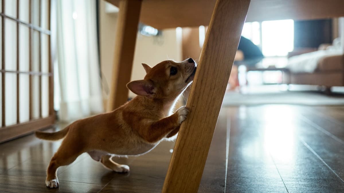 How to Stop Dog Marking Indoors: Signal, Not Accident