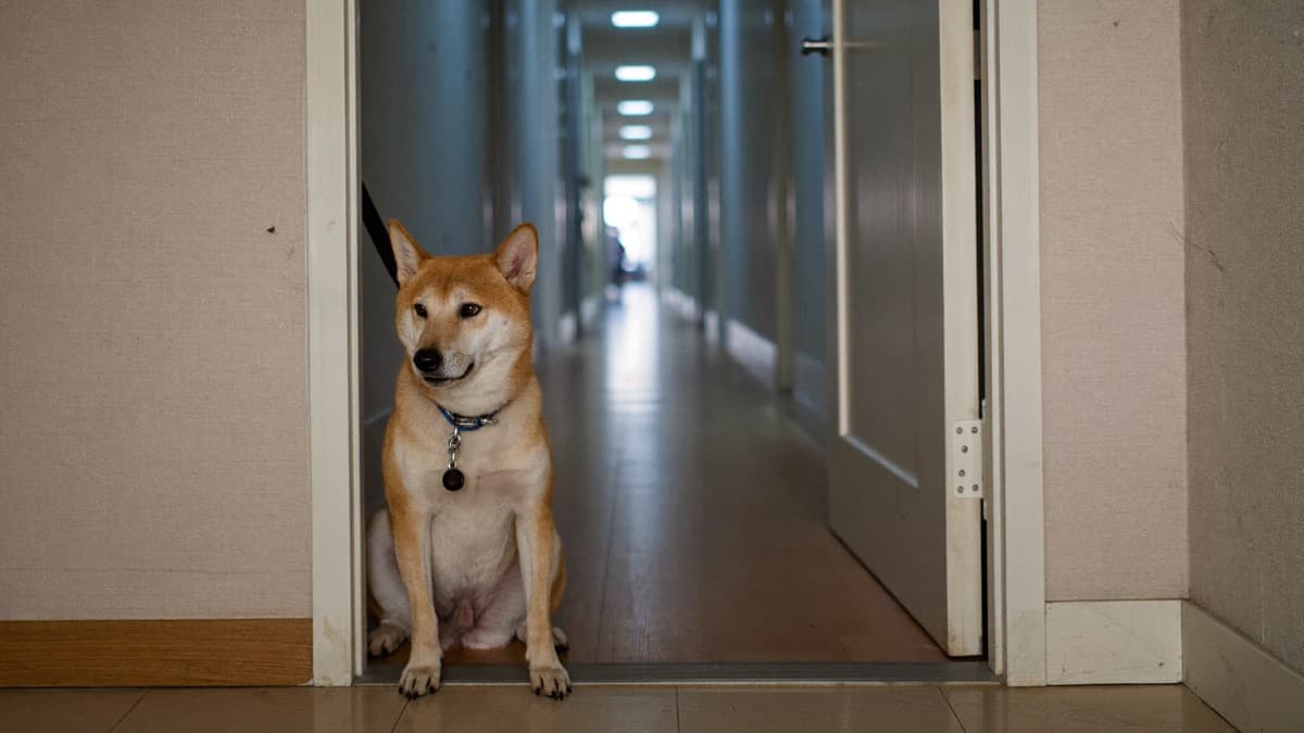 How to Stop Dog Door Dashing: Thresholds, Airlocks and the Rule That Saves Lives