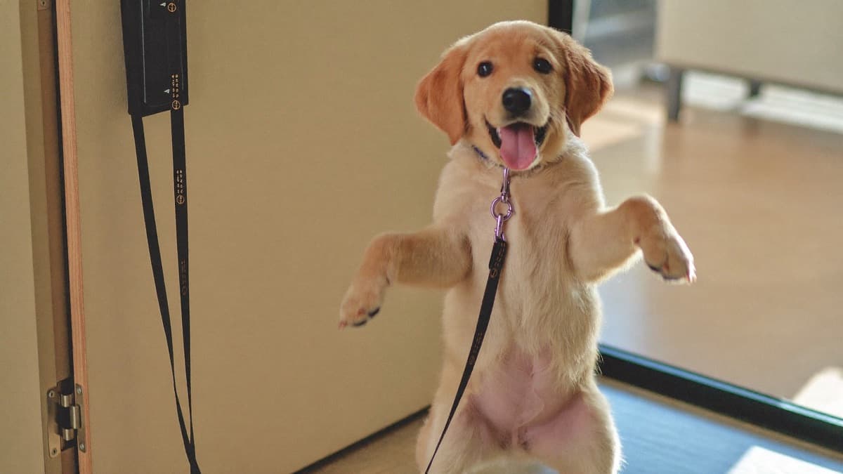 How to Stop a Dog Jumping on People: The Four-on-the-Floor Fix