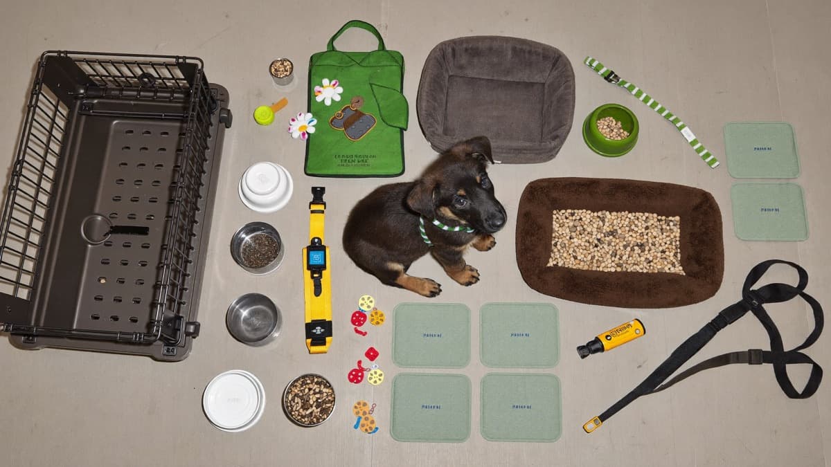 New Puppy Checklist: Everything You Need Before Day One