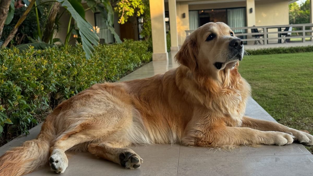 Pet Insurance in Malaysia: From RM48/Month, Worth It? (2026)