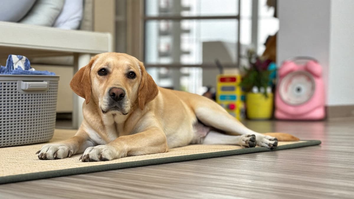 Preparing Your Dog for a New Baby: The Nine-Month Head Start