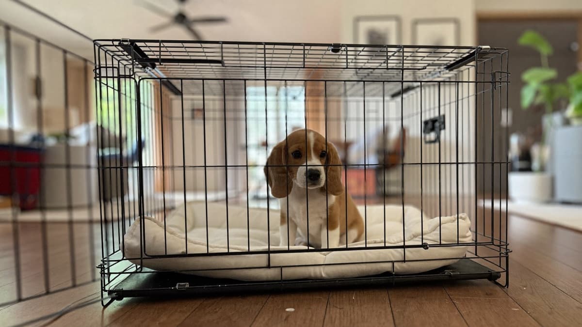 Puppy Crate Size: Chart, Divider Trick and the Right Type