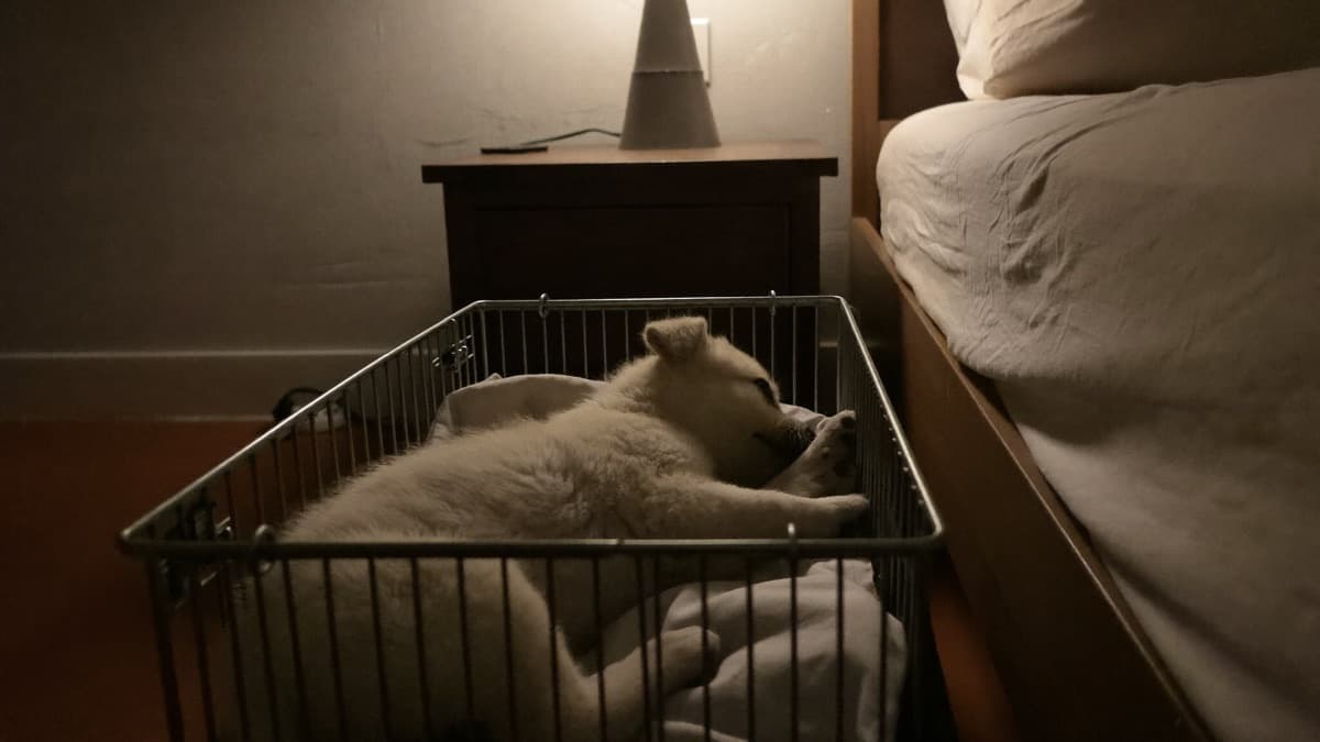 Puppy Crying at Night: A First-Week Survival Guide